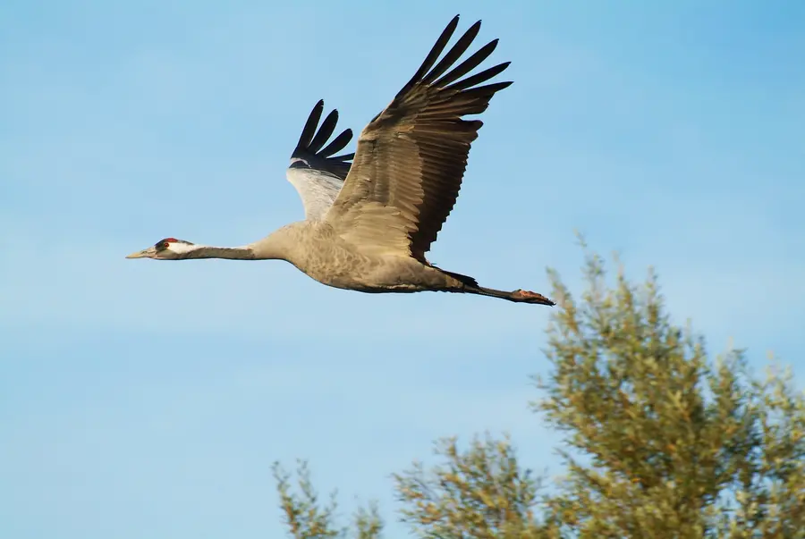 Kranich.jpg Kranich.jpg