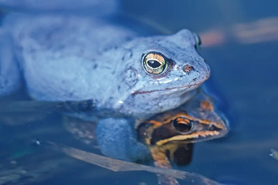 Moorfrosch