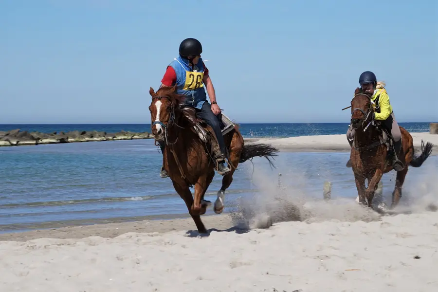 Beim 20. Fischländer Strandgalopprennen am 8. April im Ostseebad Wustrow auf das richtige Pferd setzen.