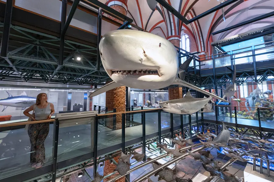 Na een ingrijpende modernisering die vier jaar duurde, is het zeemuseum in de oude binnenstad van Stralsund sinds juli van dit jaar weer open voor bezoekers.