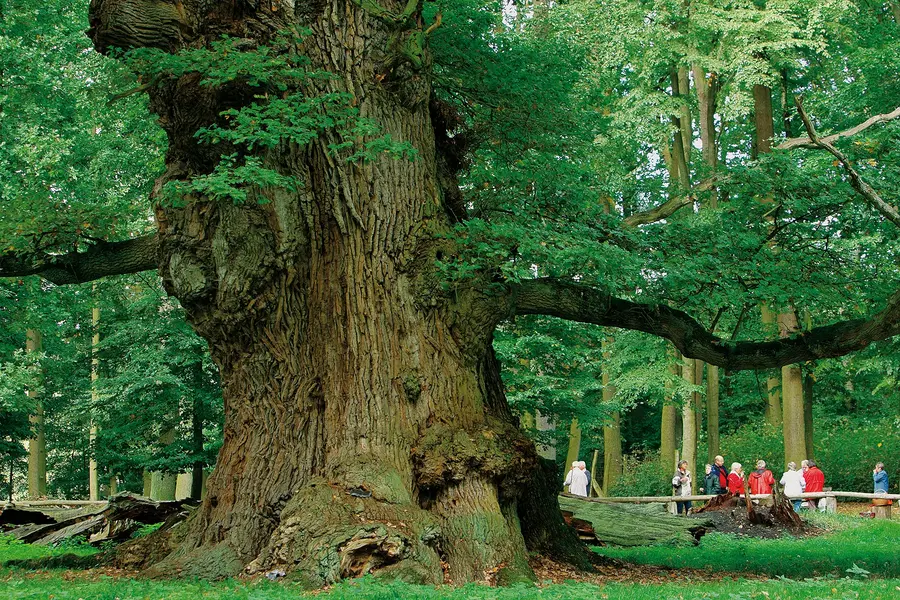 Einer der 1.000-jährigen Bäume im nationalen Naturmonument Ivenacker Eichen