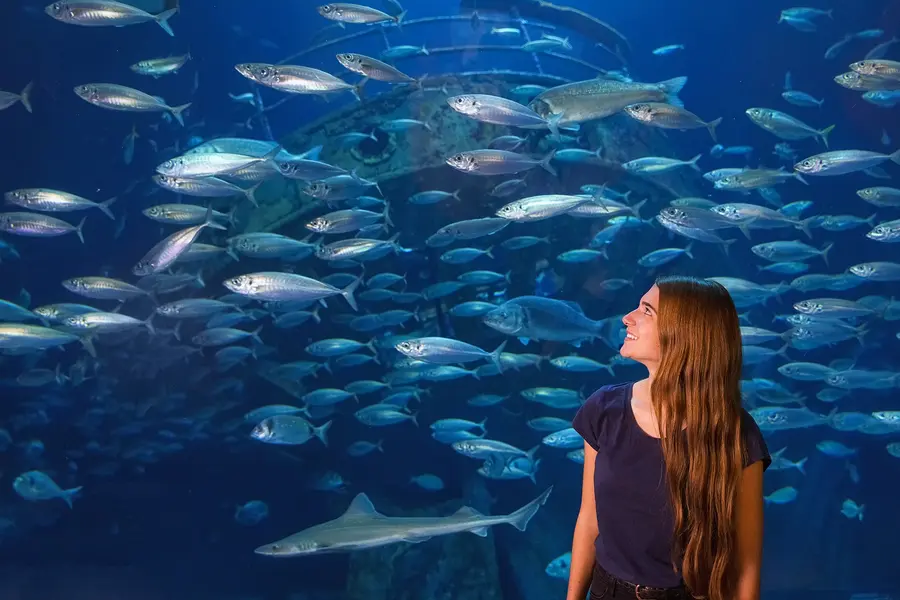 Makrelenschwarm im Stralsunder OZEANEUM