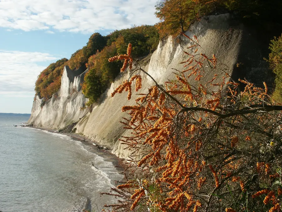Sanddornbeeren an den Wissower Klinken auf Rügen