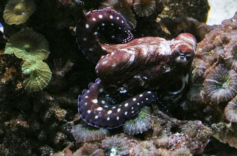 Weißgefleckter Krake im Meeresmuseum Stralsund Weißgefleckter Krake im Meeresmuseum Stralsund