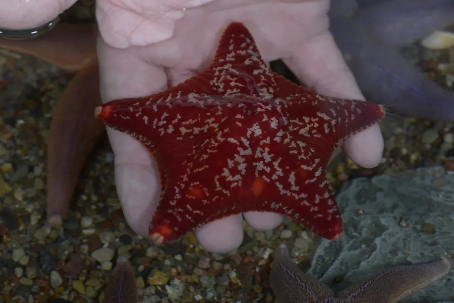 Auf Tuchfühlung mit Meeresbewohnern im Tauch-Pool Auf Tuchfühlung mit Meeresbewohnern im Tauch-Pool
