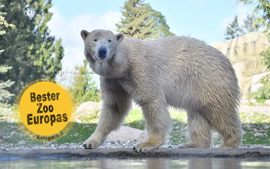 Eisbärin Sizzel im Polarium, der neuen Attraktion des Rostocker Zoos