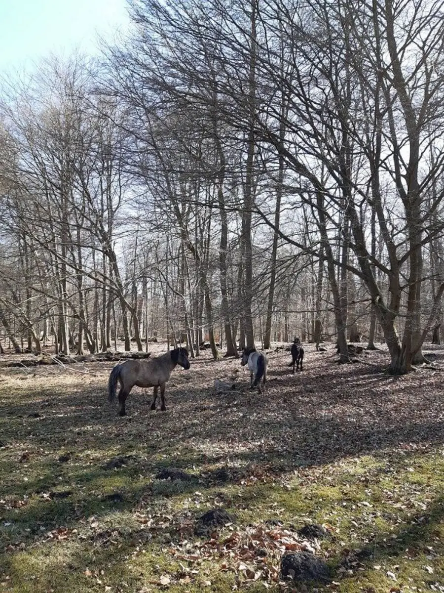 Die polnischen Konik-Ponys dienen dem Erhalt des Hudewaldes.