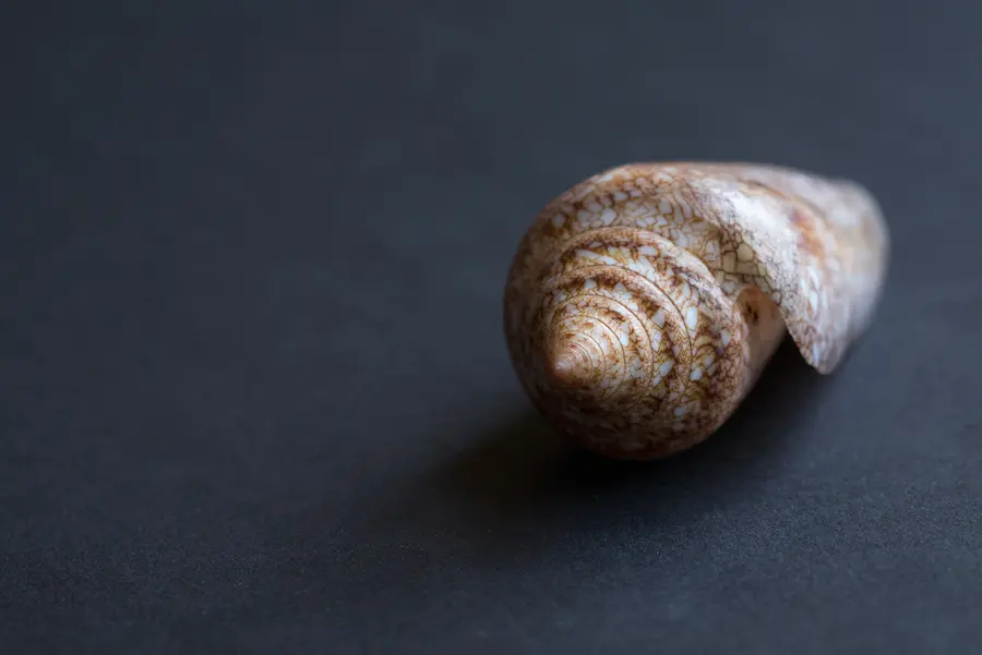 Die verschwundene Schale einer Kegelschnecke