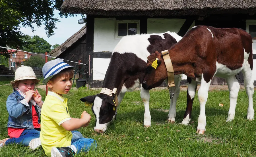Nachwuchs auch bei den Kühen im Freilichtmuseum Klockenhagen