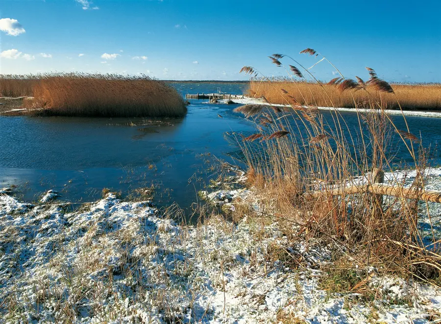Verschneiter Schilfgürtel am Bodden