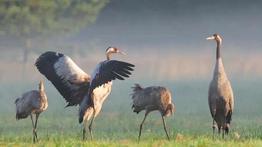 Mecklenburg-Vorpommern ist im Herbst ein beliebter Rastplatz für Kraniche. 