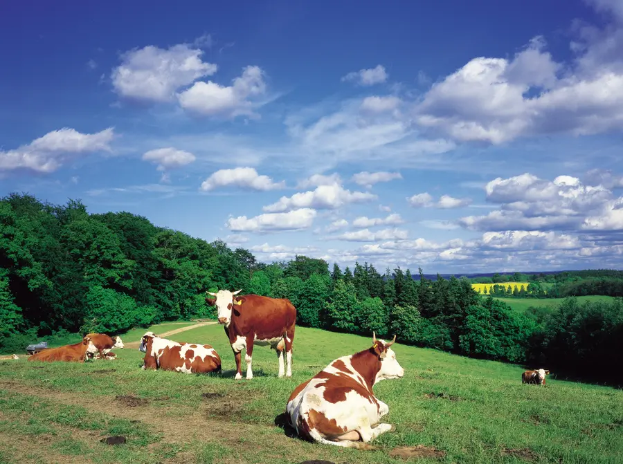 Kühe in der Mecklenburgischen Schweiz 