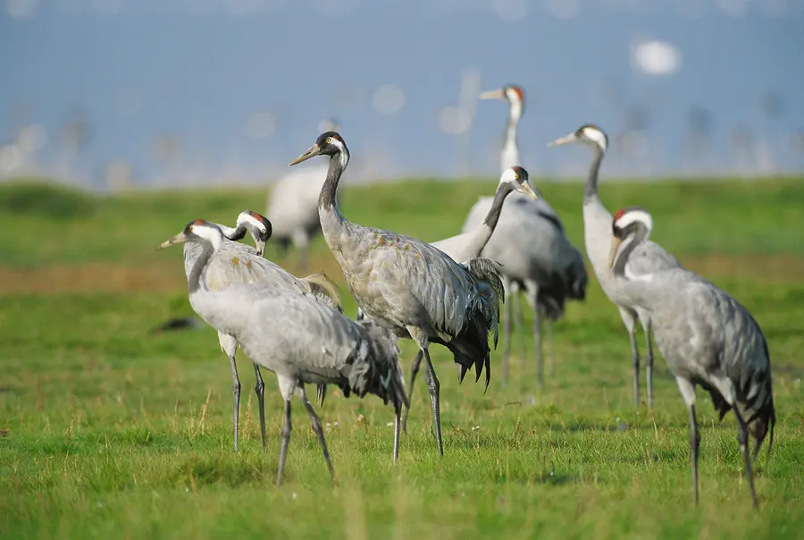 Kraniche beim Rasten auf der Insel Rügen Kraniche beim Rasten auf der Insel Rügen