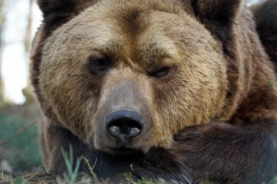 Lothar ist wintermüde.