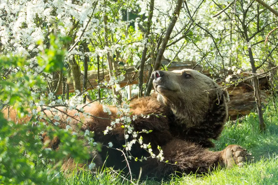 Bären in natürlicher Umgebung im Bärenwald Müritz erleben (Foto: Michael Steiner)