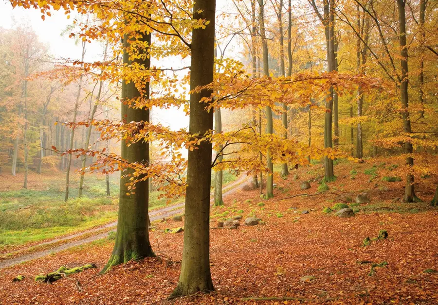 Buchen im Müritz-Nationalpark Buchen im Müritz-Nationalpark