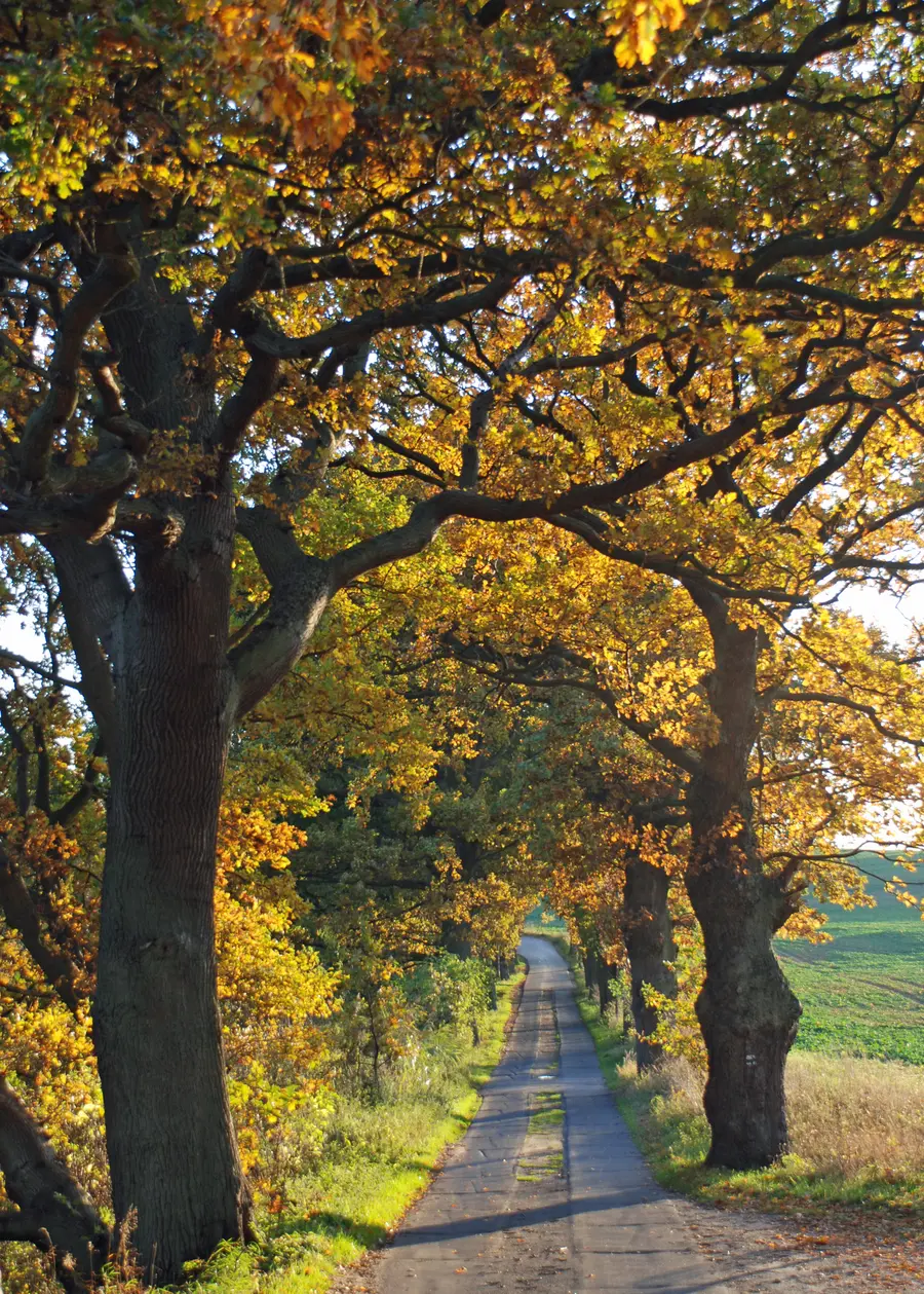Foto: Eichenallee bei Moritzdorf, TZR