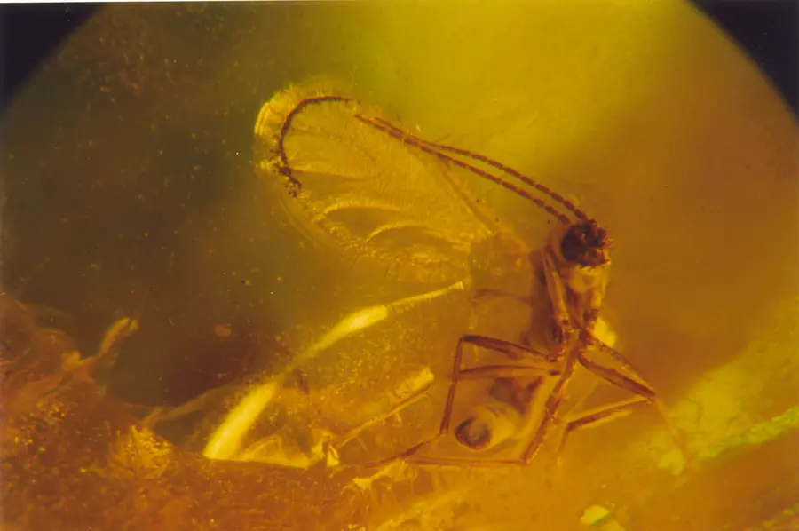 maennliche_Trauermuecke_Dieter-Jung.jpg maennliche_Trauermuecke_Dieter-Jung.jpg